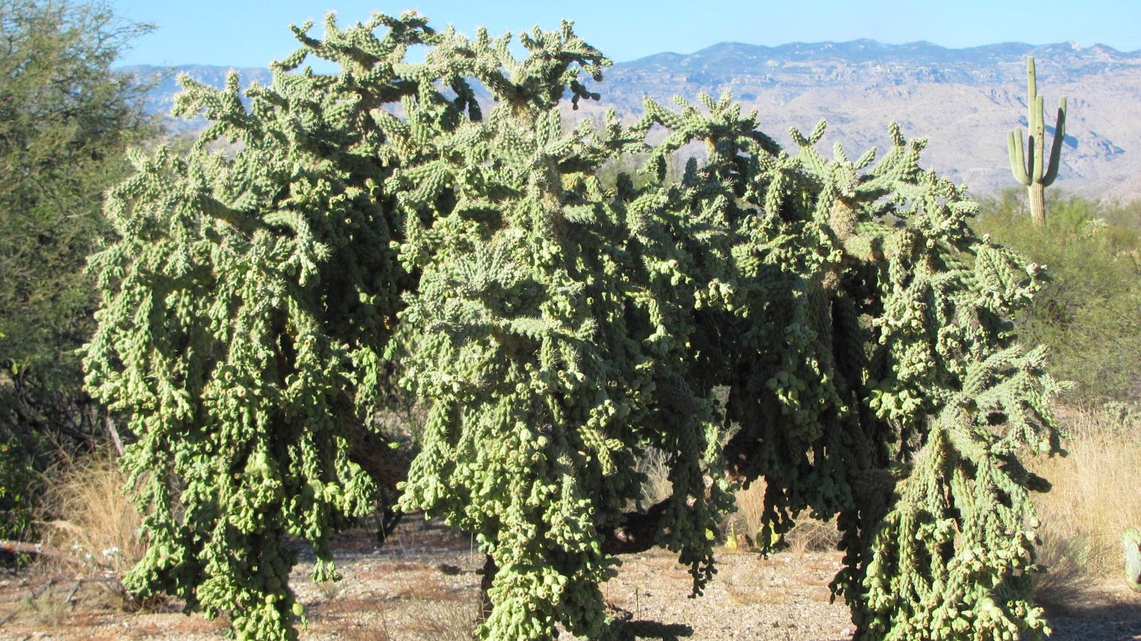 Chain fruit cholla cactus